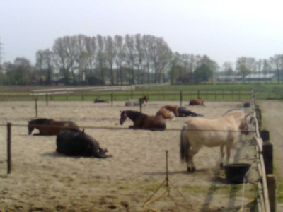 Slapende paarden